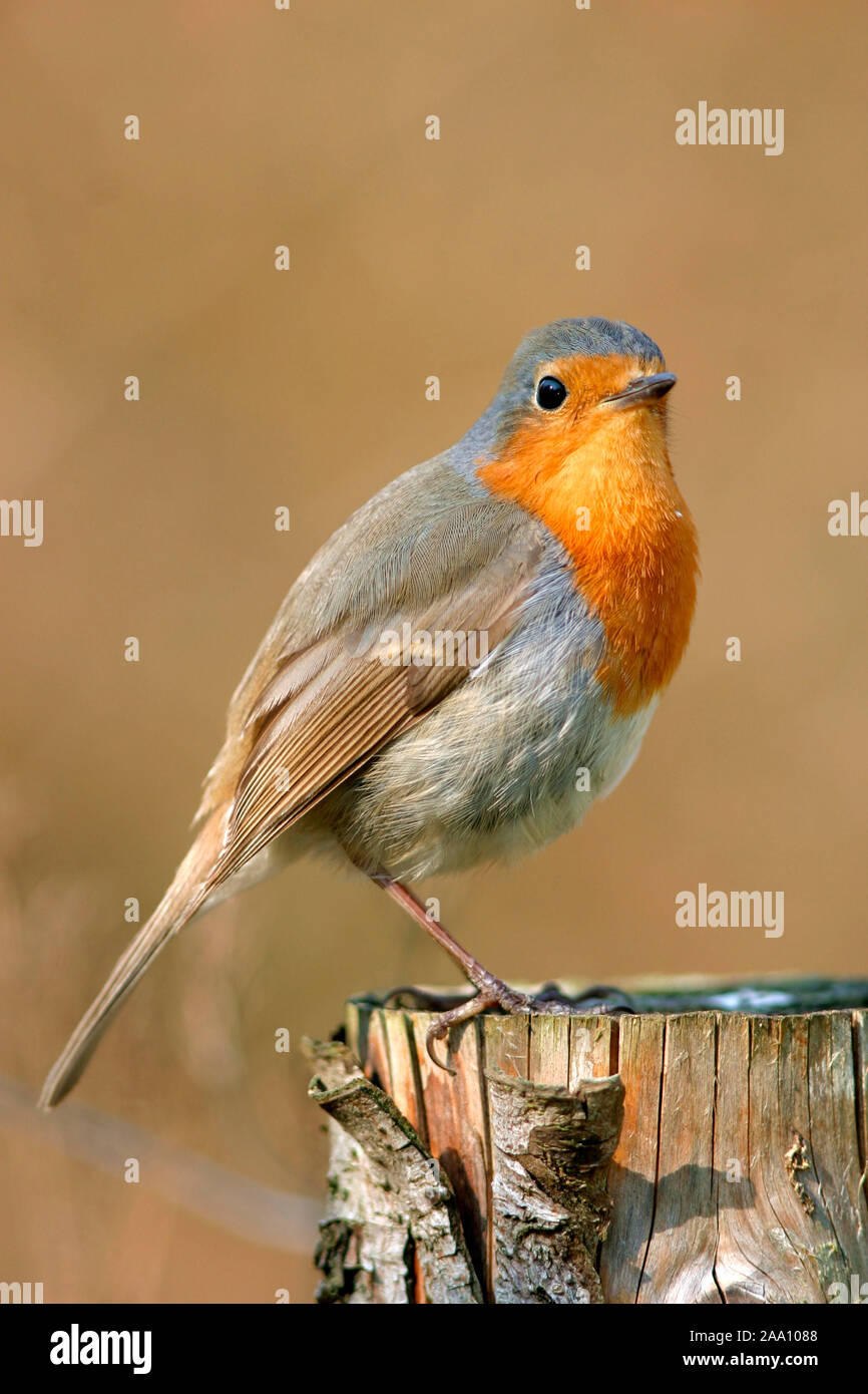 Rotkehlchen (Erithacus rubecula) / robin (Erithacus rubecula) Foto Stock