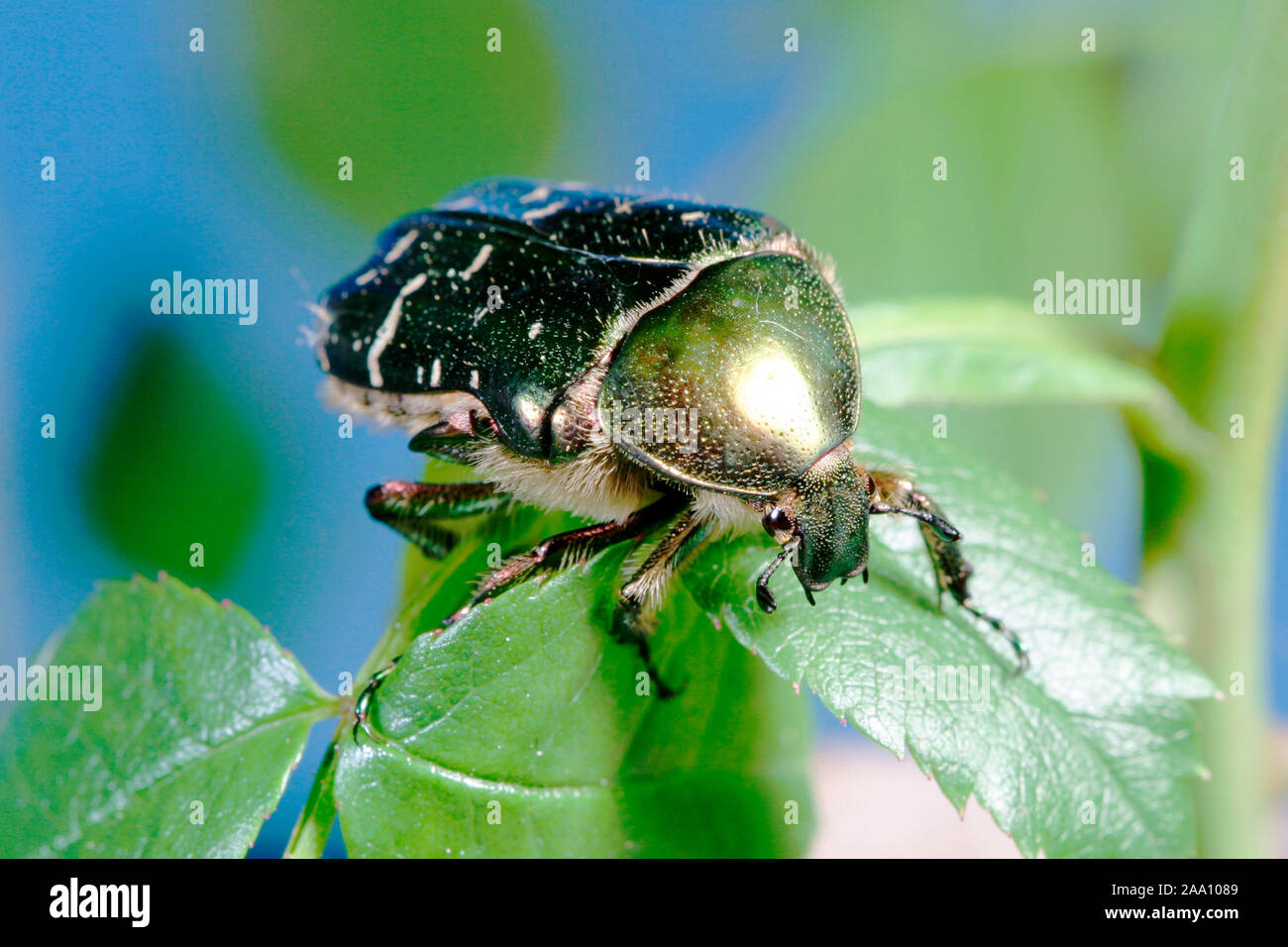 Gold-Rosenkaefer (Cetonia aurata) auf einem Rosenblatt / chafer (Cetonia aurata) su una foglia di rose Foto Stock