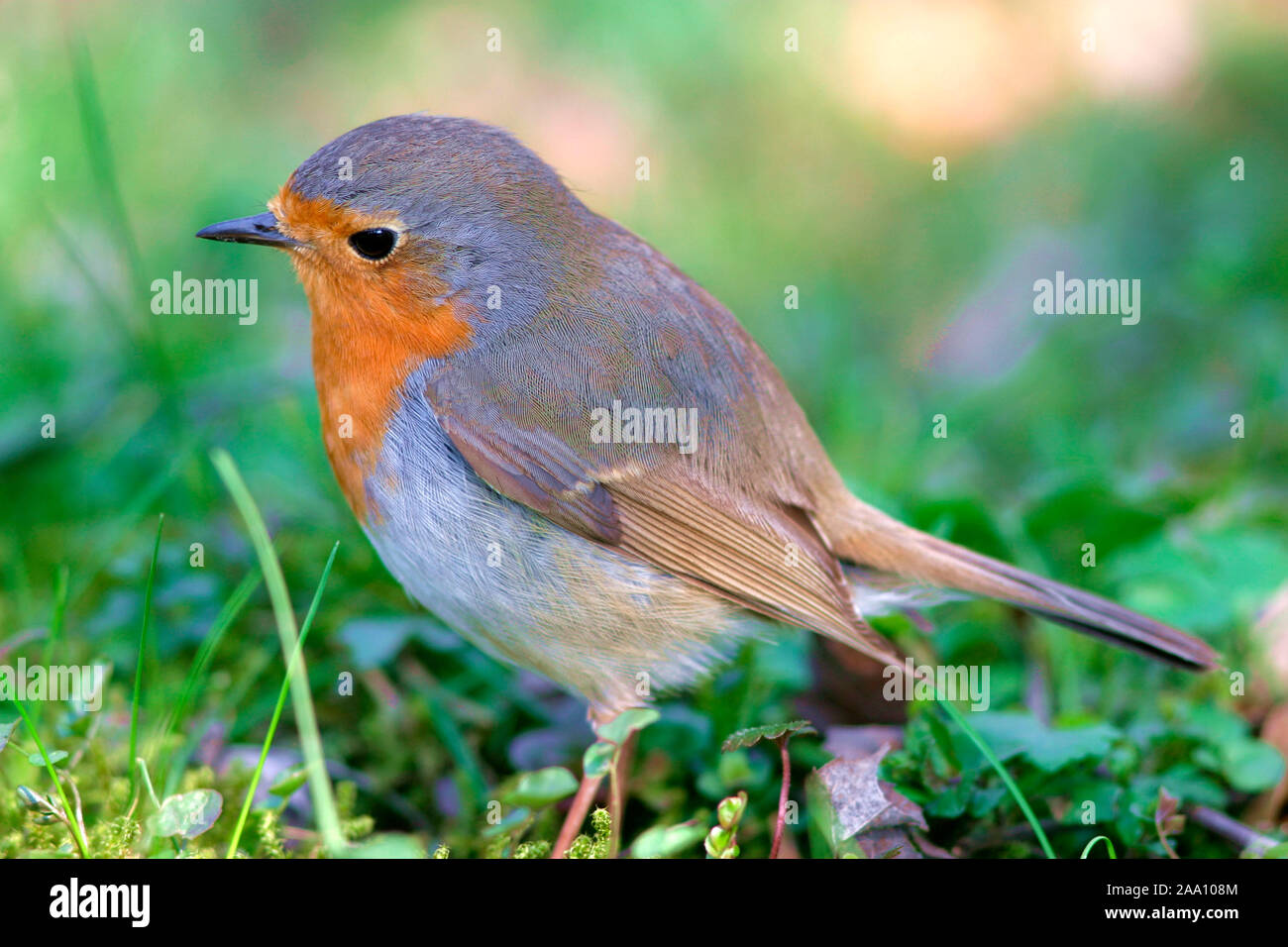 Rotkehlchen (Erithacus rubecula) / robin (Erithacus rubecula) Foto Stock