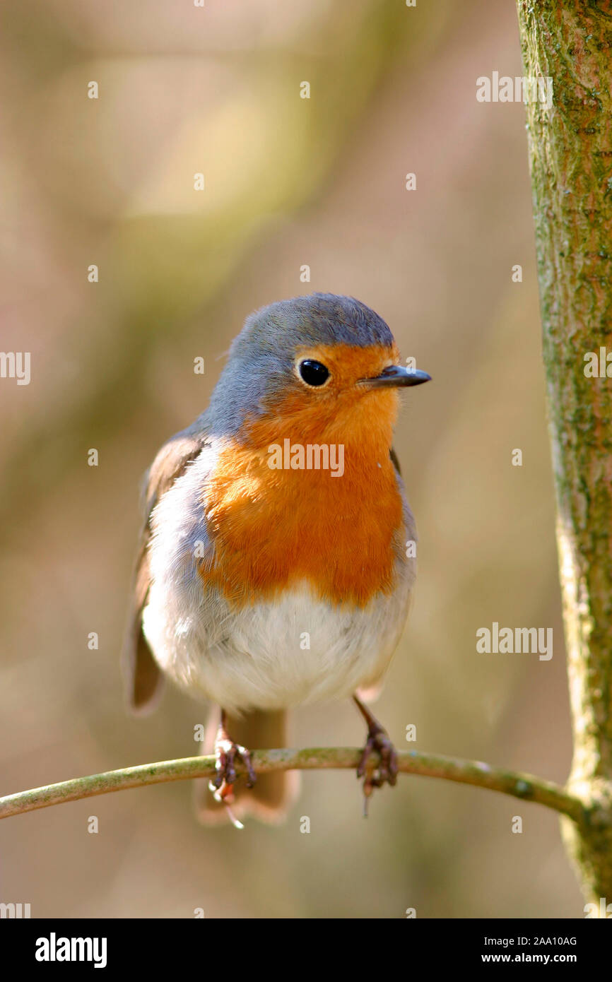 Rotkehlchen (Erithacus rubecula) / robin (Erithacus rubecula) Foto Stock
