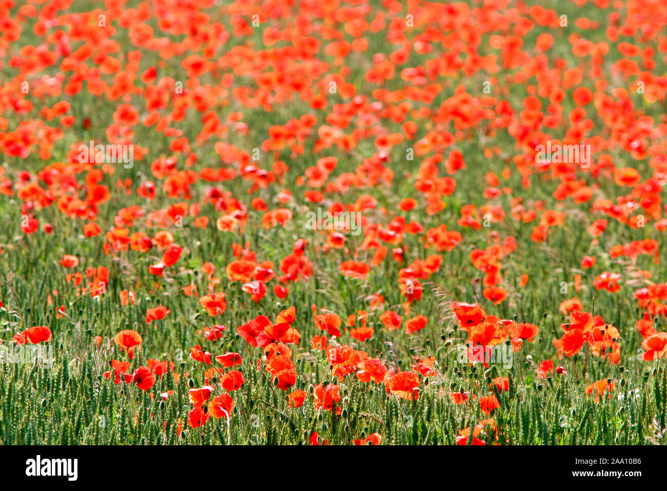Klatschmohn (Papaver rhoeas) Getreidefeld im / papavero di mais in un campo di grano Foto Stock