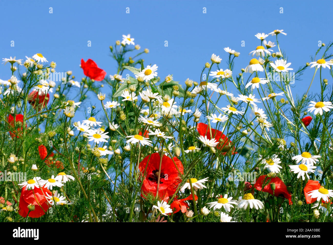 Blumenwiese mit Klatschmohn und Kamille / prato con mais e papavero carnomile Foto Stock
