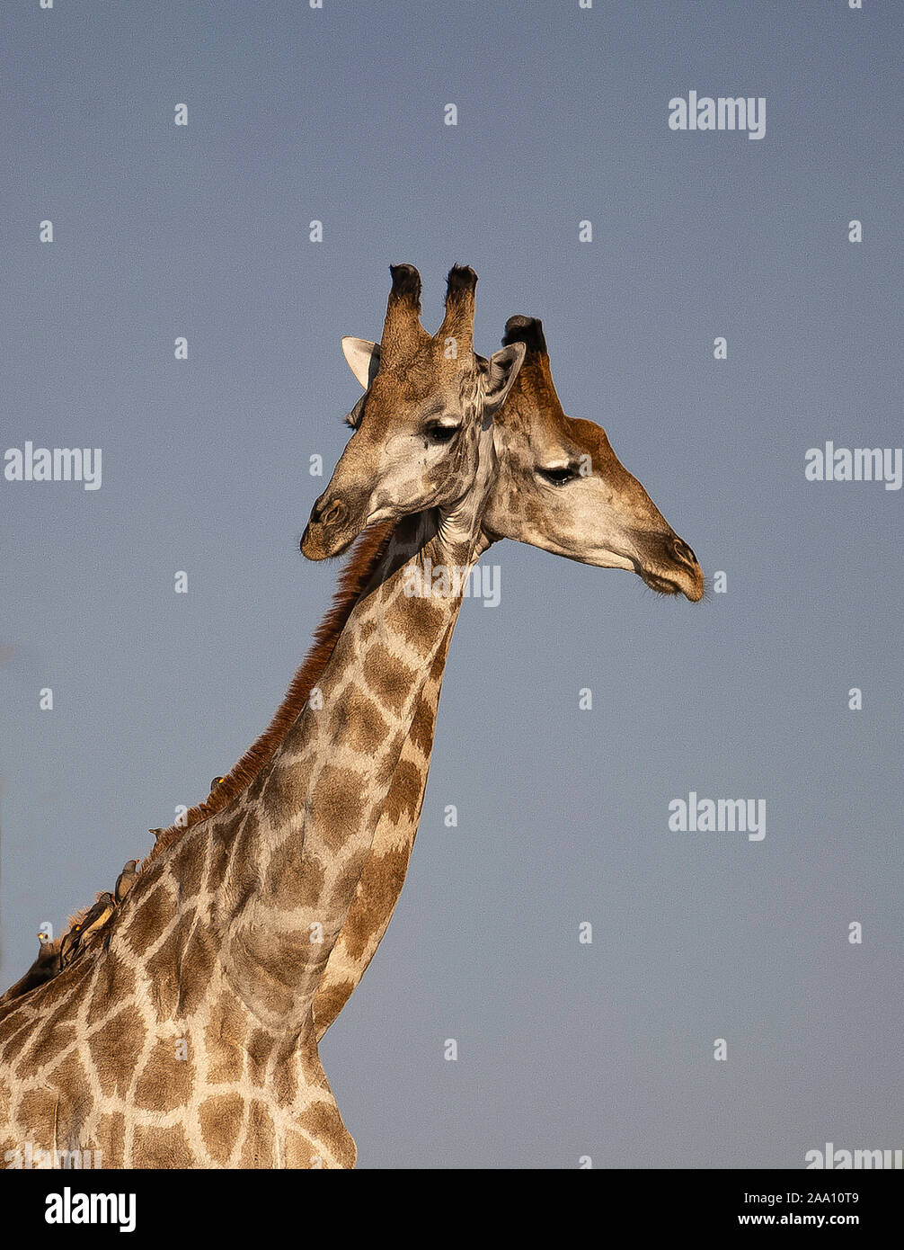 Due giraffe attraversando il collo, quasi l'aspetto di una testa due giraffe Foto Stock