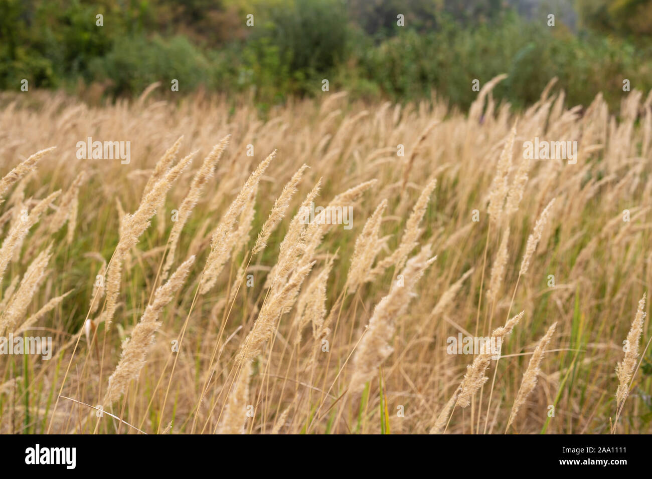 Savannah campo di erba in sun retroilluminazione,brillano con la luce del sole a mezzogiorno Foto Stock