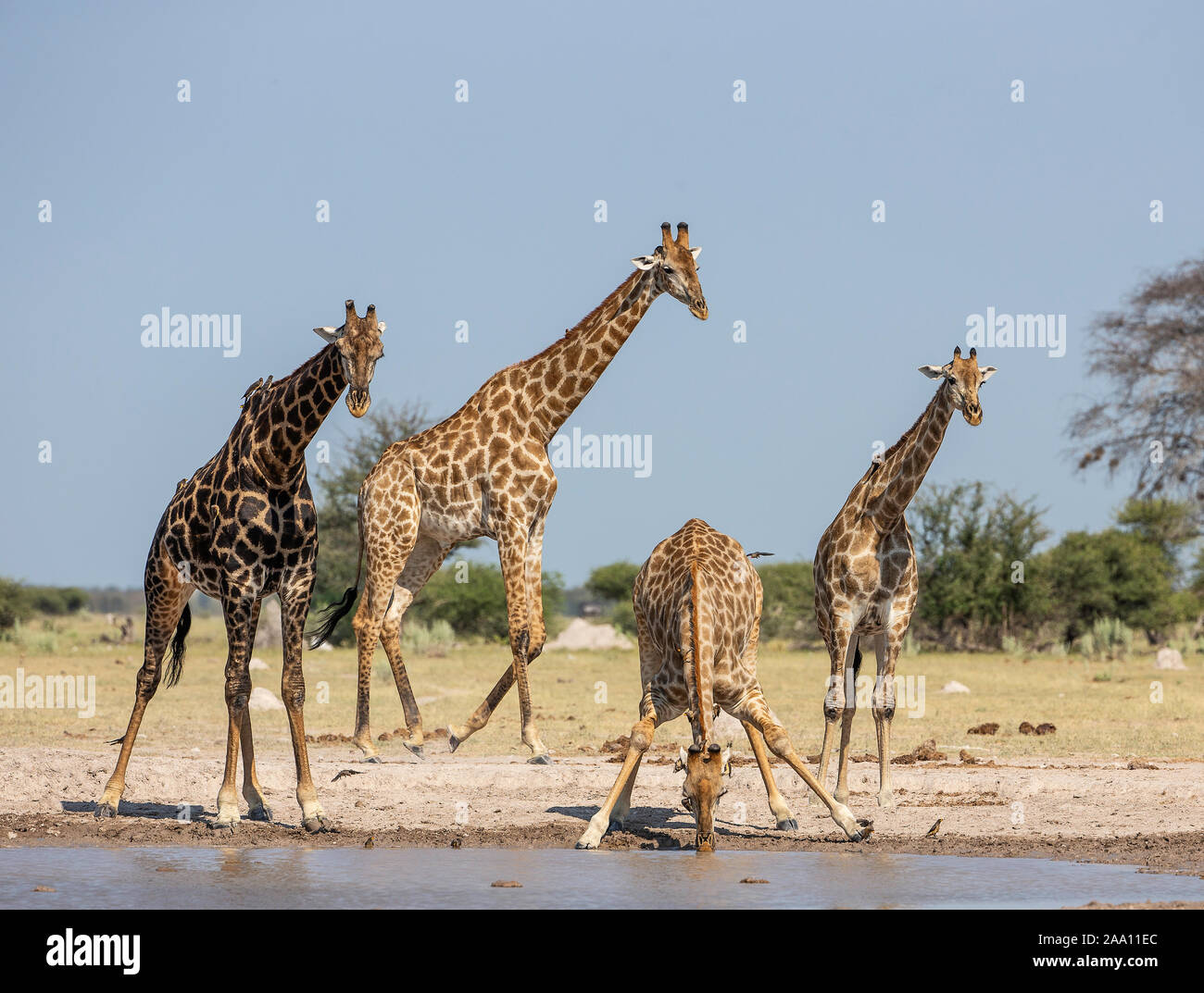 Giraffe (Giraffa camelopardalis) attorno ad un foro di acqua con uno di bere. Foto Stock