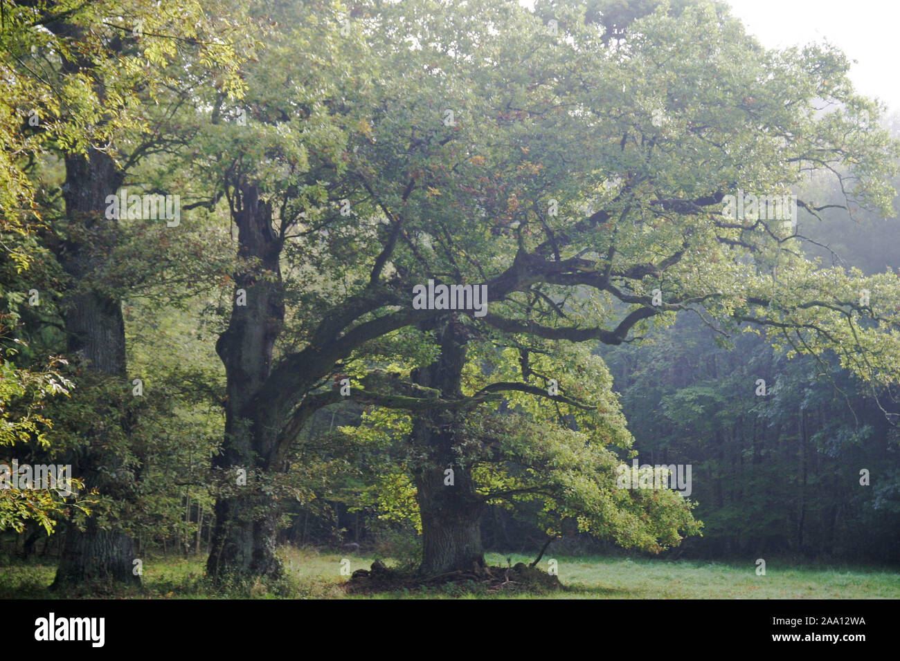 Knorrige Alte Eichen im Morgenlicht / Gnarly vecchi alberi di quercia in Early Morning Light Foto Stock