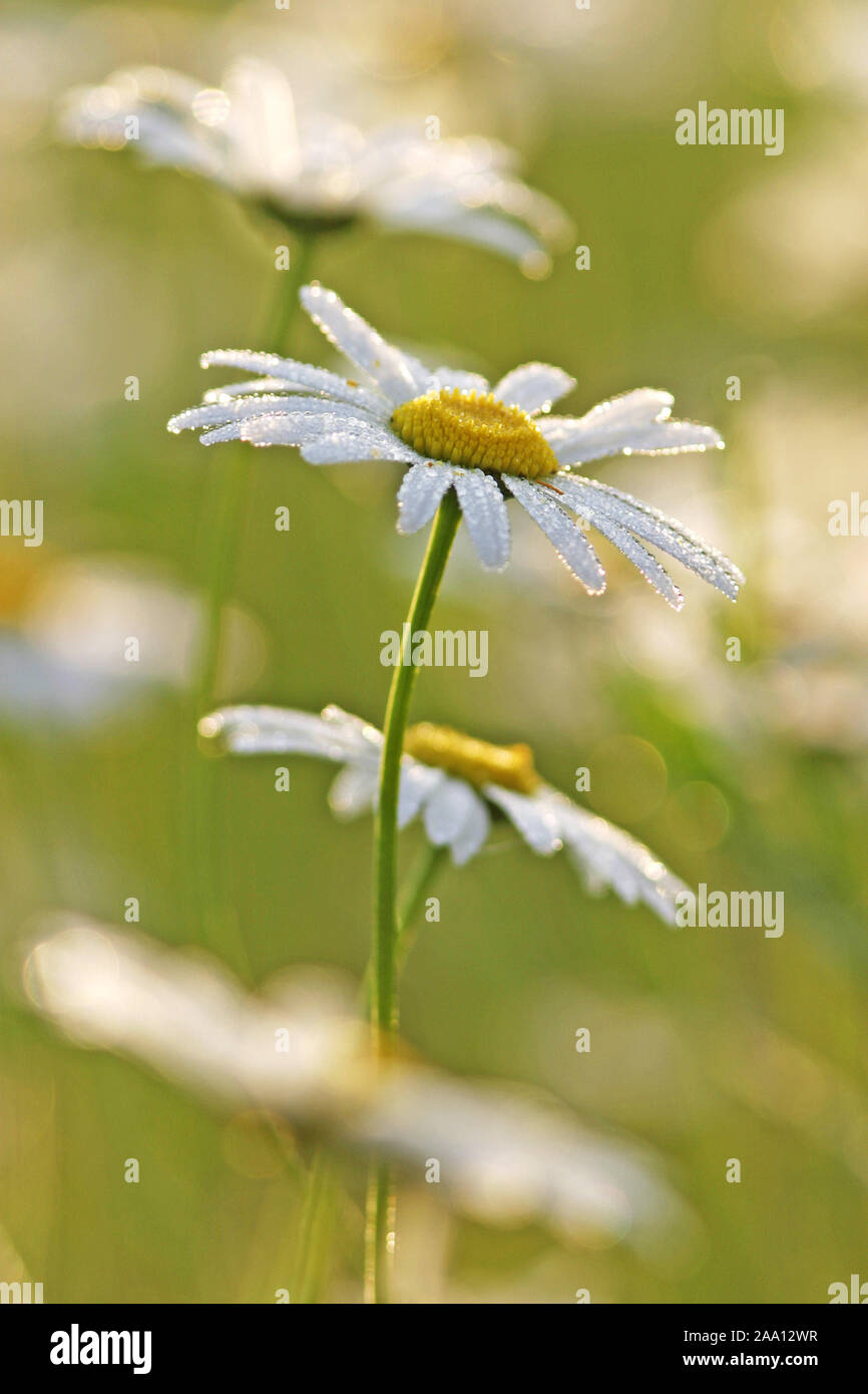 Margerite (crisantemo leucanthemum) mit "Morgentau" / marguerite (crisantemo leucanthemum) con gocce di rugiada, nelle prime ore del mattino Foto Stock