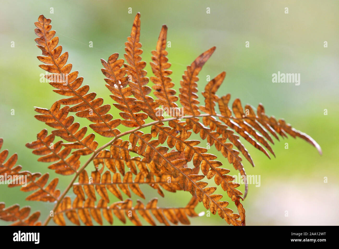 Rotes Farnblatt / Rosso foglia di felce Foto Stock