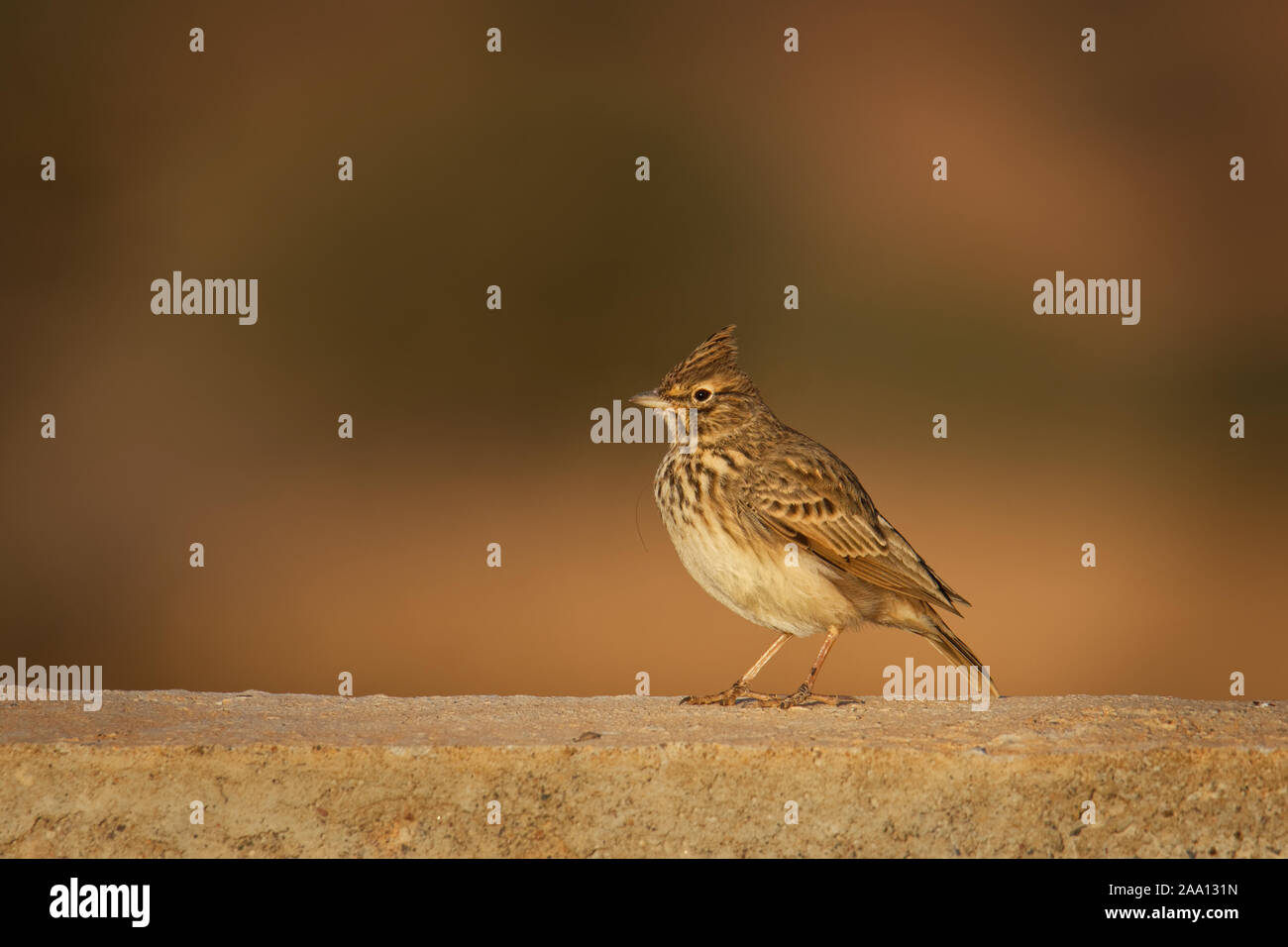 Thekla Lark - Galerida theklae razze della penisola iberica, Africa settentrionale, Africa sub-Sahariana dal Senegal alla Somalia, vita sedentaria (non-migratori) Foto Stock