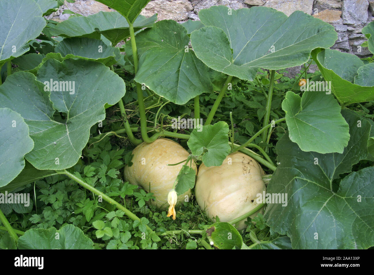 Kürbispflanze mit zwei Kürbisen / impianto di zucca con due zucche Foto Stock