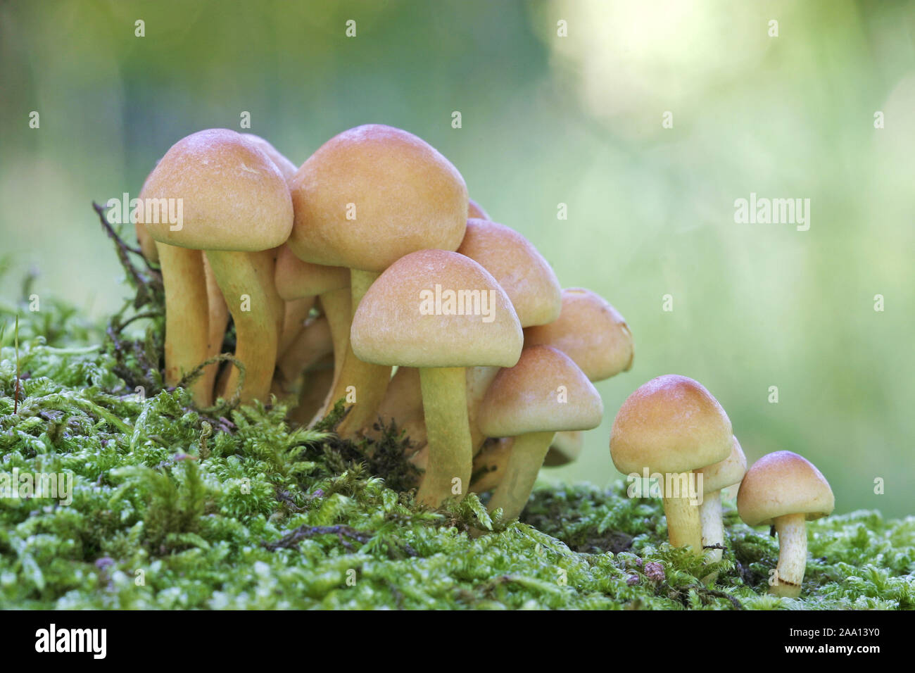 Gelbe Pilze un einem Baumstamm bemoosten / Giallo funghi su un trunk moosed Foto Stock