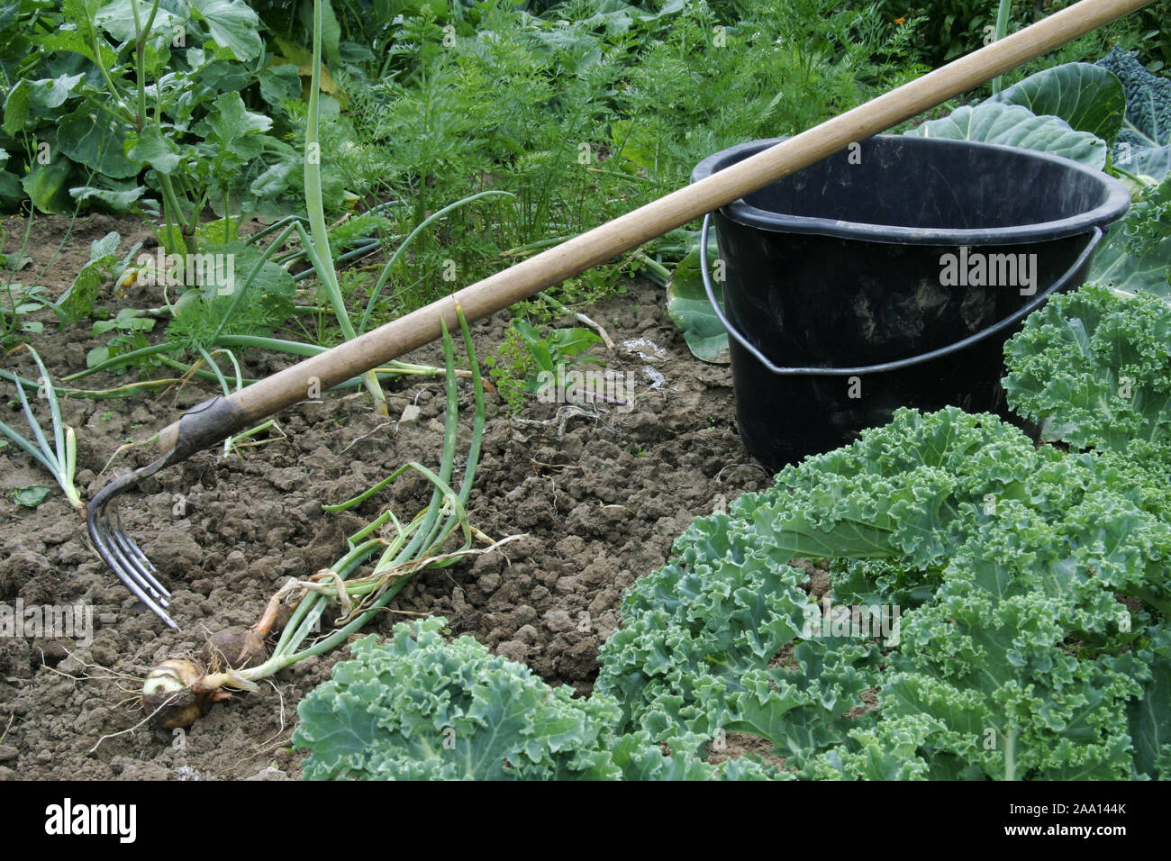 Geerntete Zwiebeln in einem Gemüsebeet, Hacke und Unkrauteimer stehen im / barbabietole raccolte le cipolle in un letto di verdure, hack e della benna sono ancora in Foto Stock