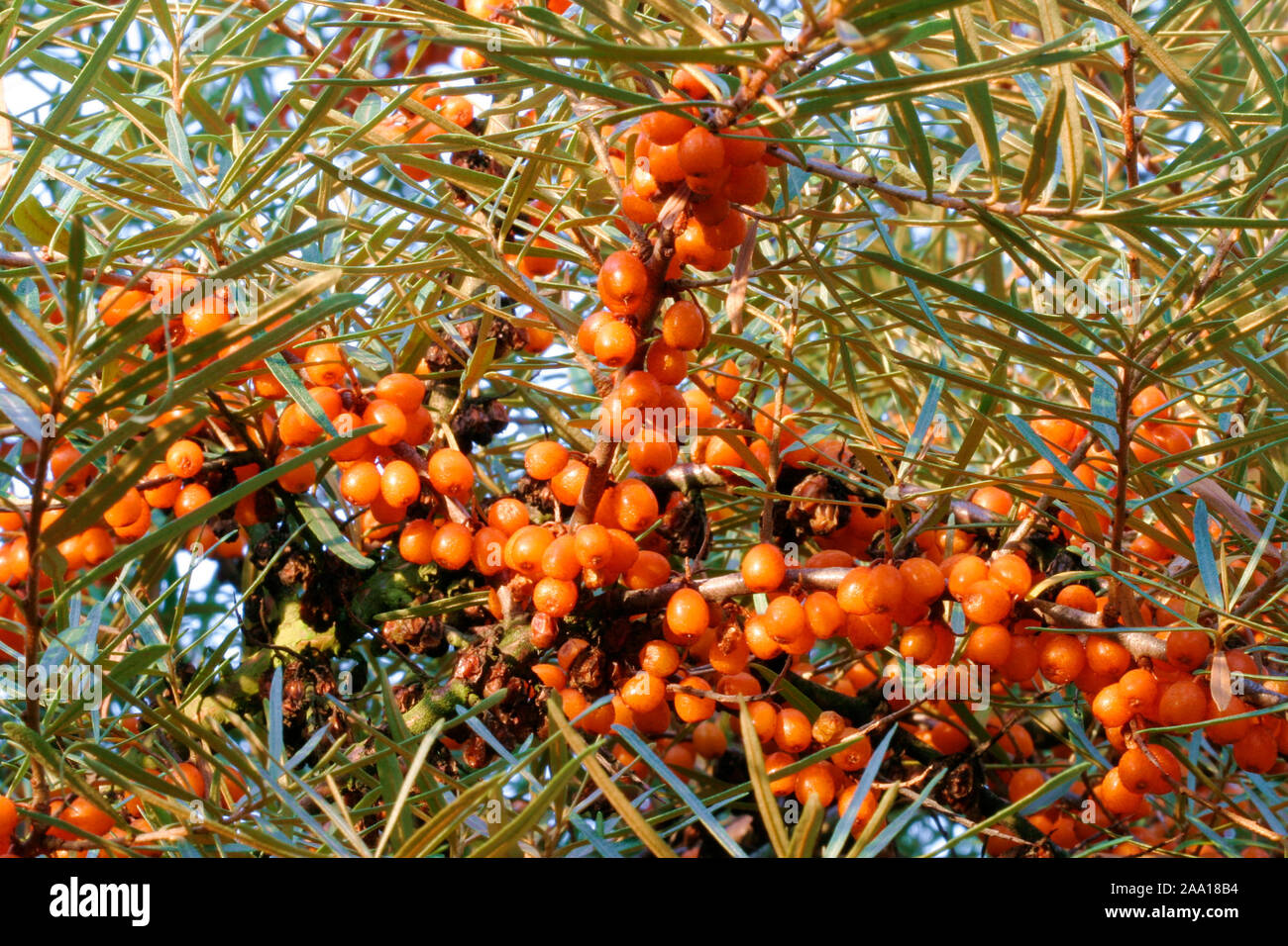 Beeren des Sanddorn (Hippophae rhamnoides nota) / Berrys del sallow thorn (Hippophae rhamnoides nota) Foto Stock