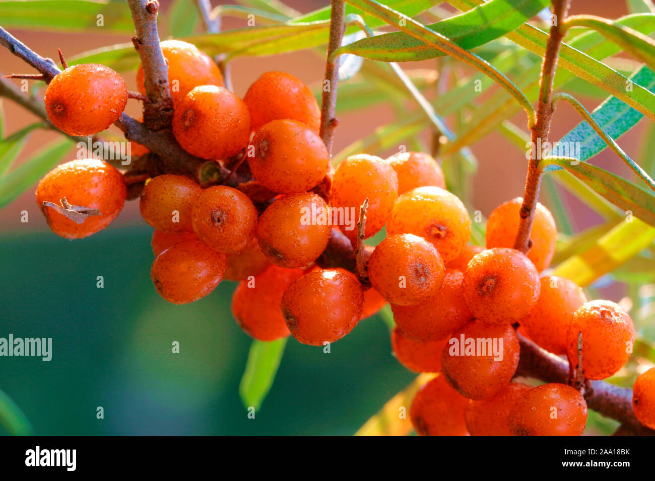 Beeren des Sanddorn (Hippophae rhamnoides nota) / Berrys del sallow thorn (Hippophae rhamnoides nota) Foto Stock