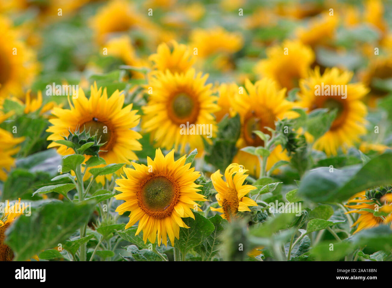 Sonnenblumen im Feld / Girasoli nel campo Foto Stock