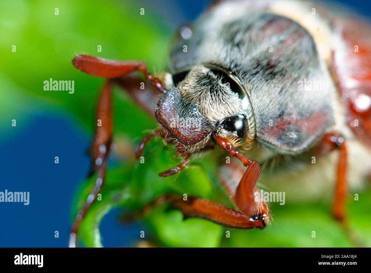 Maikaefer (Melolontha melolontha) auf frischen Eichenblaettern / (cockchafer Melolontha melolontha) sul fresco di foglie di quercia Foto Stock