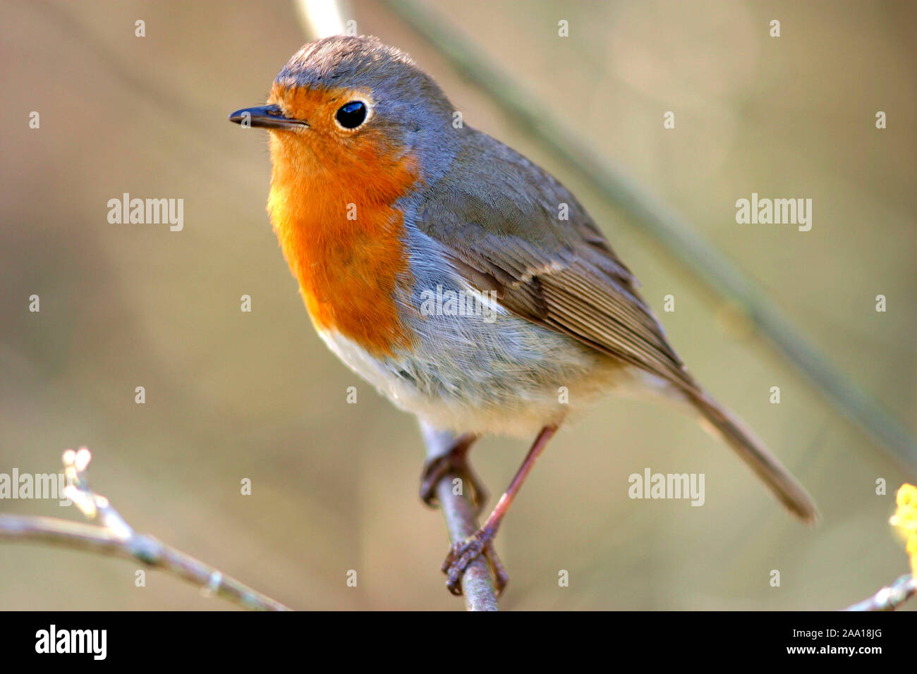 Rotkehlchen (Erithacus rubecula) / robin (Erithacus rubecula) Foto Stock