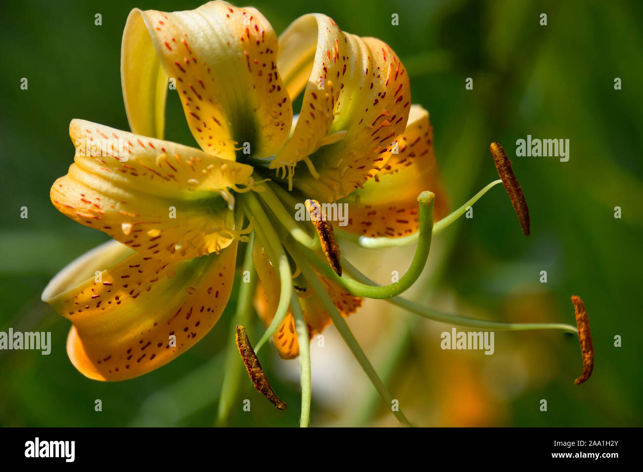 Tiger Lily o Lilium Henri fotografato presso i Giardini Botanici in Nuovo Messico. Foto Stock