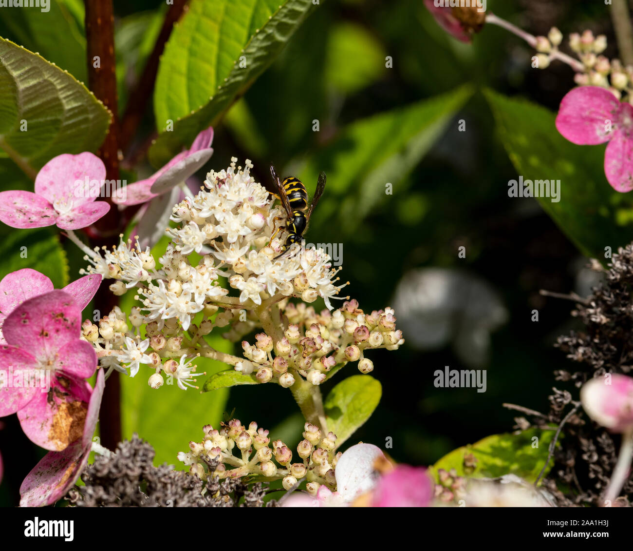 Colline di sabbia Hornet sul fiore di ortensie. Foto Stock