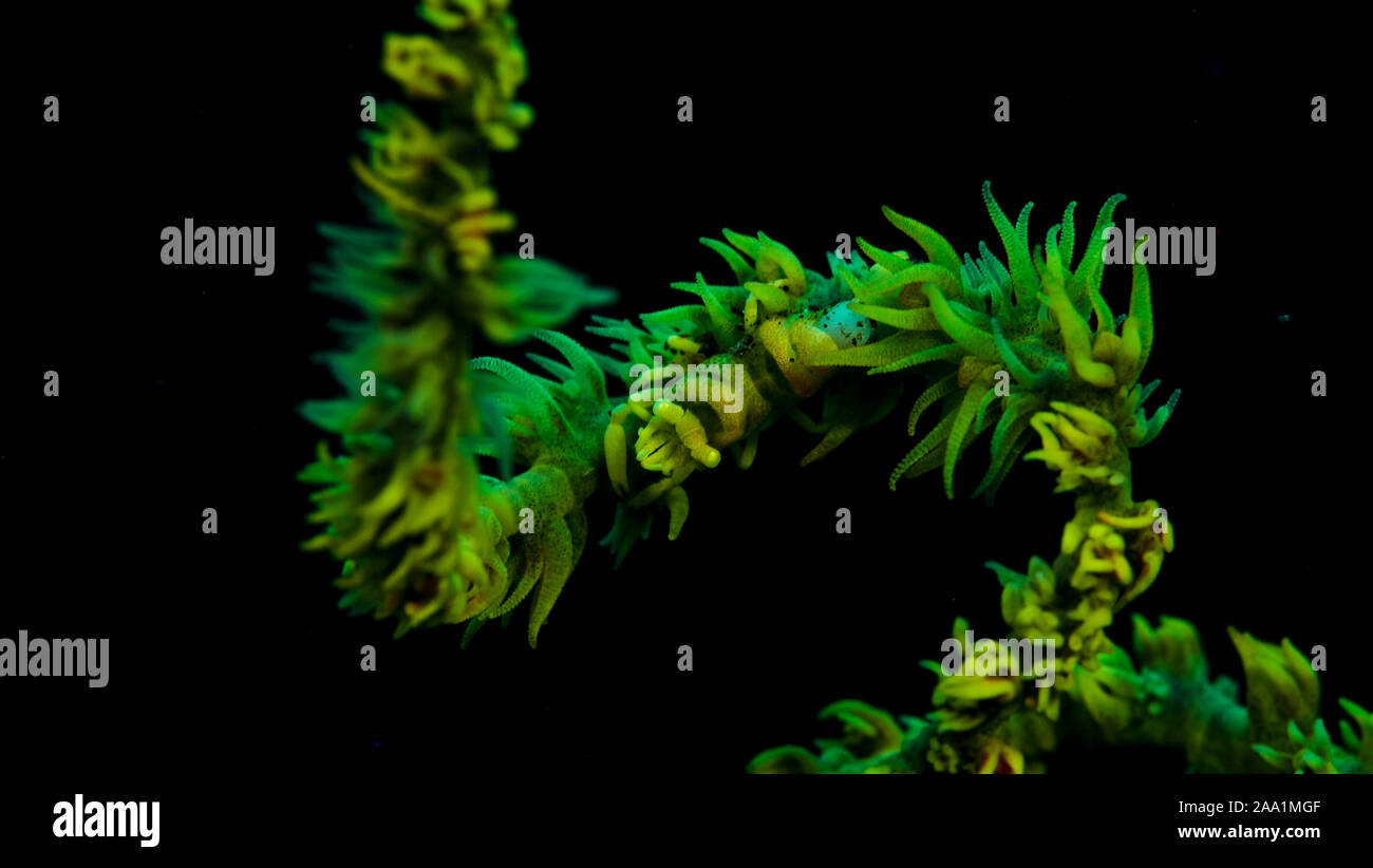 Gamberetti e Una Pianta Foto Stock