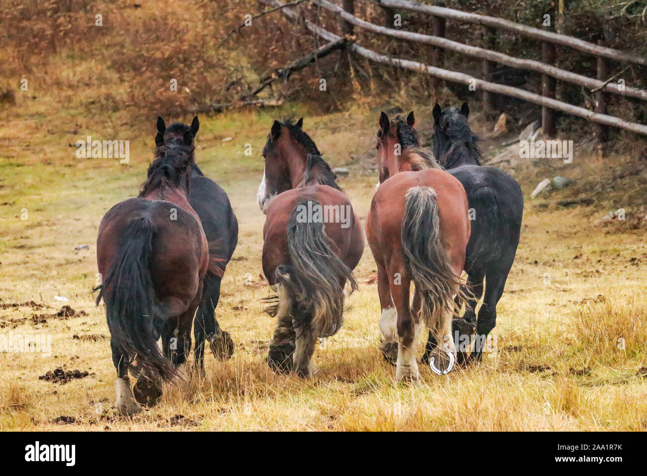 Ranch cavalli fuori West Foto Stock