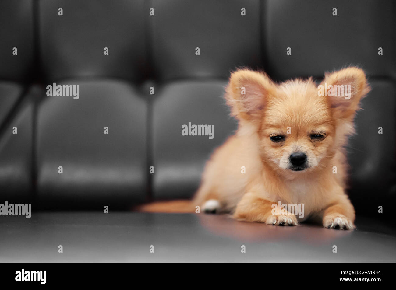 Carino giovane Chihuahua baby cani con molto viso assonnato occhi mezza aperta e accogliente sdraiato sul divano in pelle lettino Foto Stock