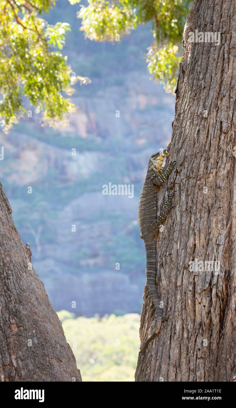 Monitor di pizzo (Varanus varius) salendo su un albero. Noto anche come un goanna. Foto Stock