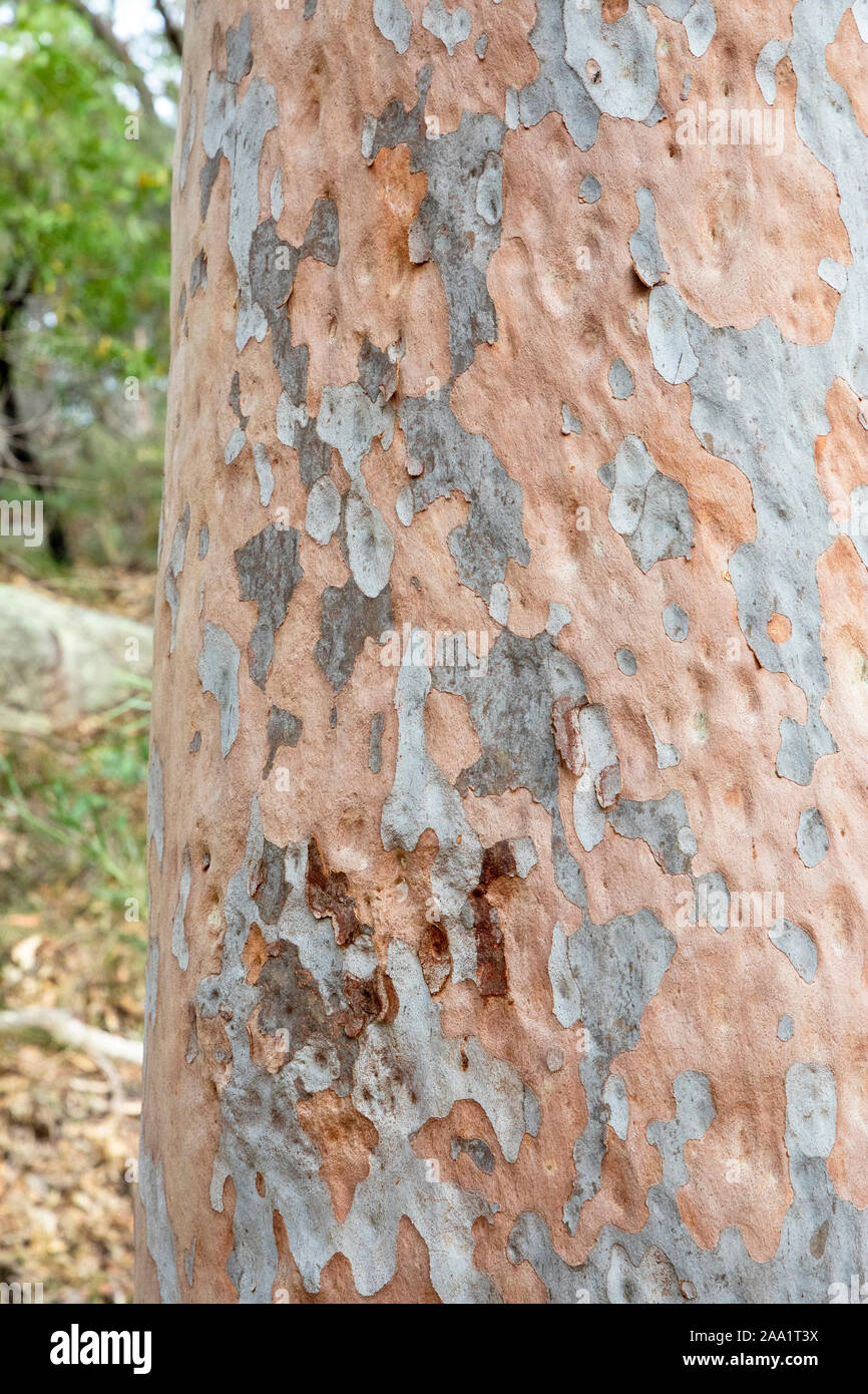 Corteccia modelli su un Angophora costata, un comune bosco e albero di foresta dell'Australia orientale. Strettamente correlati alla eucalytpus, questa specie è anche com Foto Stock