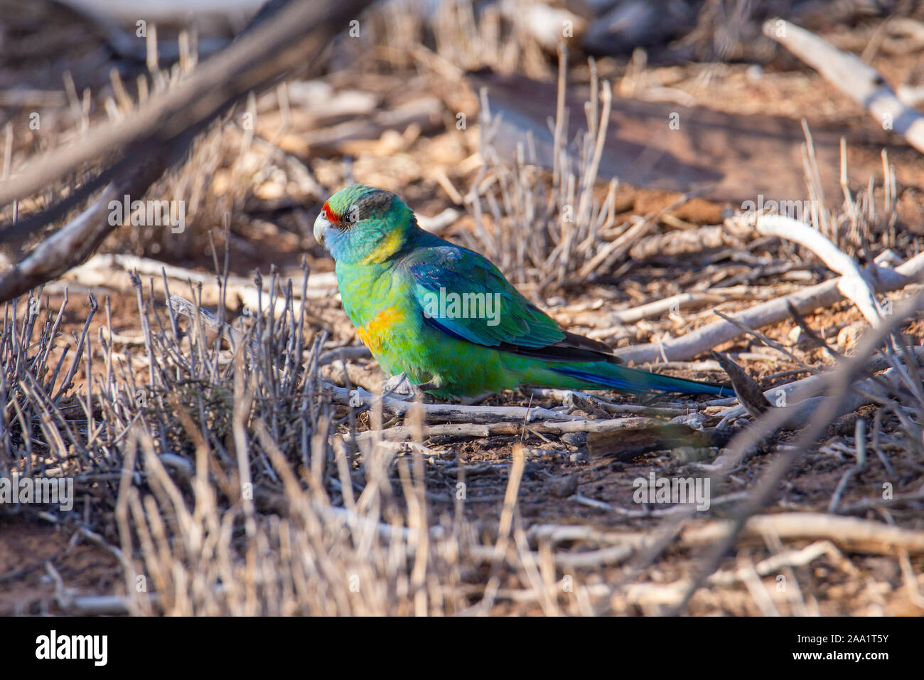 Australian Ringneck parrot (Barnardius zonarius) alimentazione sul terreno in outback Queensland. Noto anche come Mallee Ringneck. Foto Stock