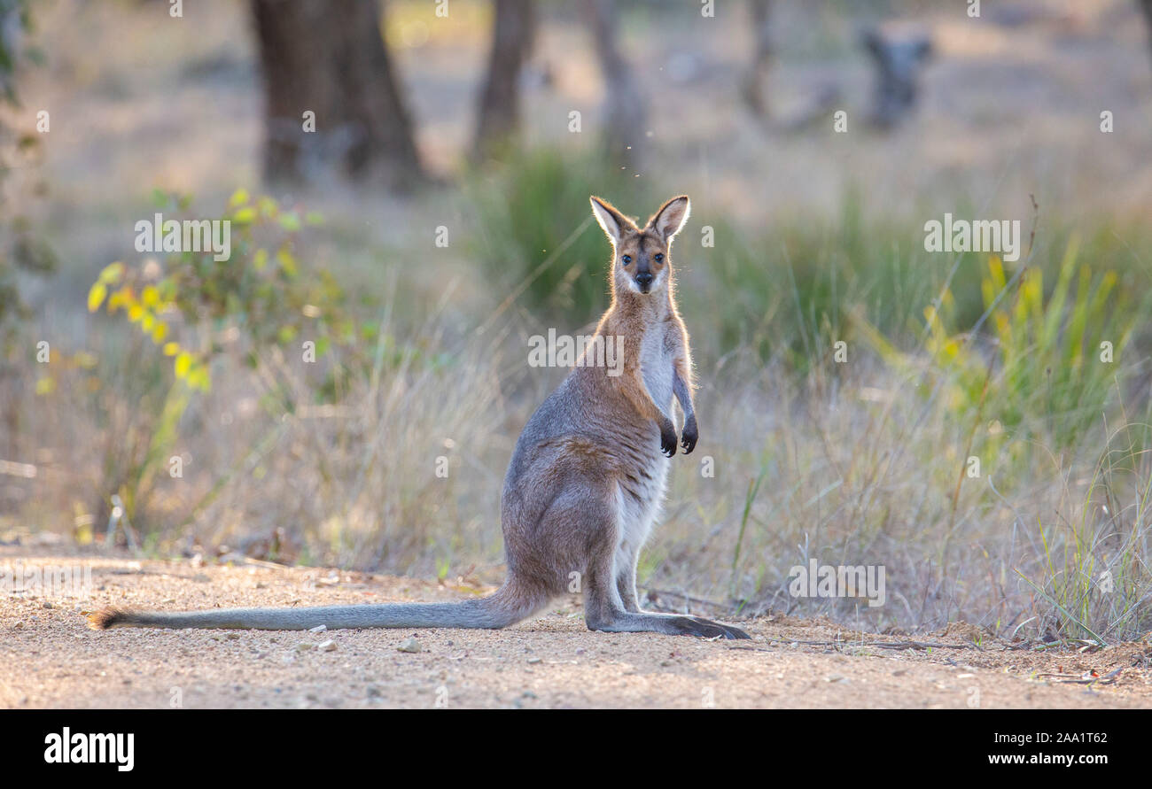 Giovani Red-un wallaby dal collo (Macropus rufogriseus) su una strada sterrata nel Nuovo Galles del Sud, Australia Foto Stock