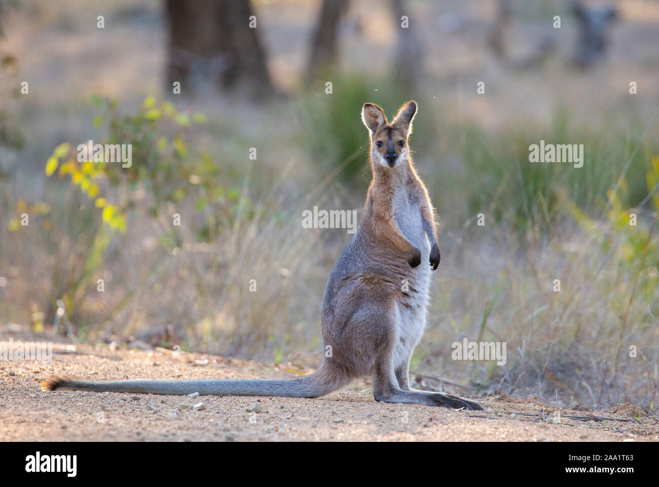 Giovani Red-un wallaby dal collo (Macropus rufogriseus) su una strada sterrata nel Nuovo Galles del Sud, Australia Foto Stock