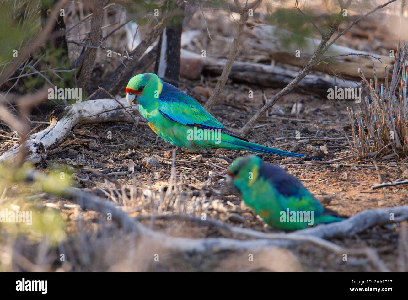 Australian Ringneck parrot (Barnardius zonarius) alimentazione sul terreno in outback Queensland. Noto anche come Mallee Ringneck. Foto Stock