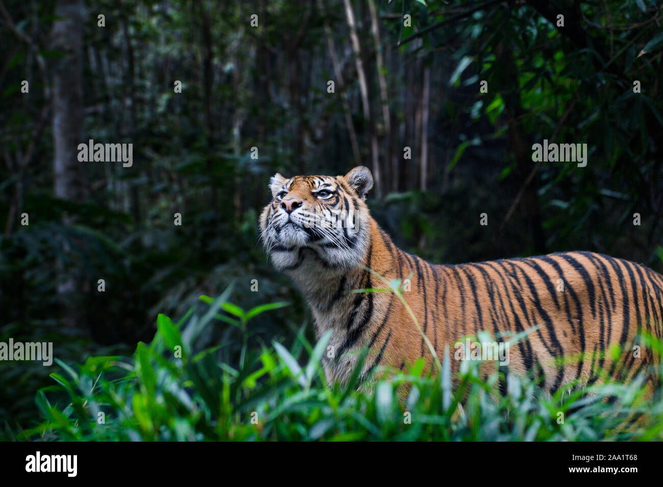 Femmina tigre di Sumatra (Panthera tigris sumatrae) Foto Stock