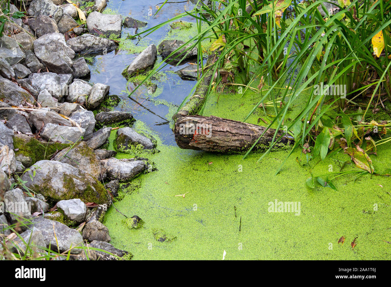 Un registro da un albero caduto emerge dal cluster di lenticchie d'acqua in corrispondenza del bordo dell'acqua. Erbe e piante acquatiche appare di fronte ad una banca rocciosa. Foto Stock