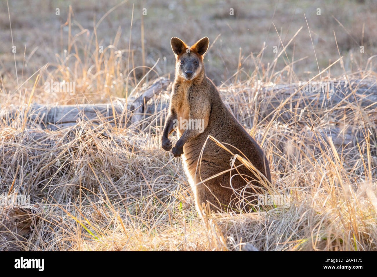 Swamp Wallaby Wallabia (bicolore) , noto anche come Wallaby nero, Australia Foto Stock