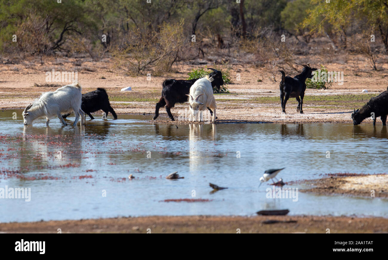 Capre selvatiche di bere da una zona umida dopo la pioggia outback Australia Foto Stock