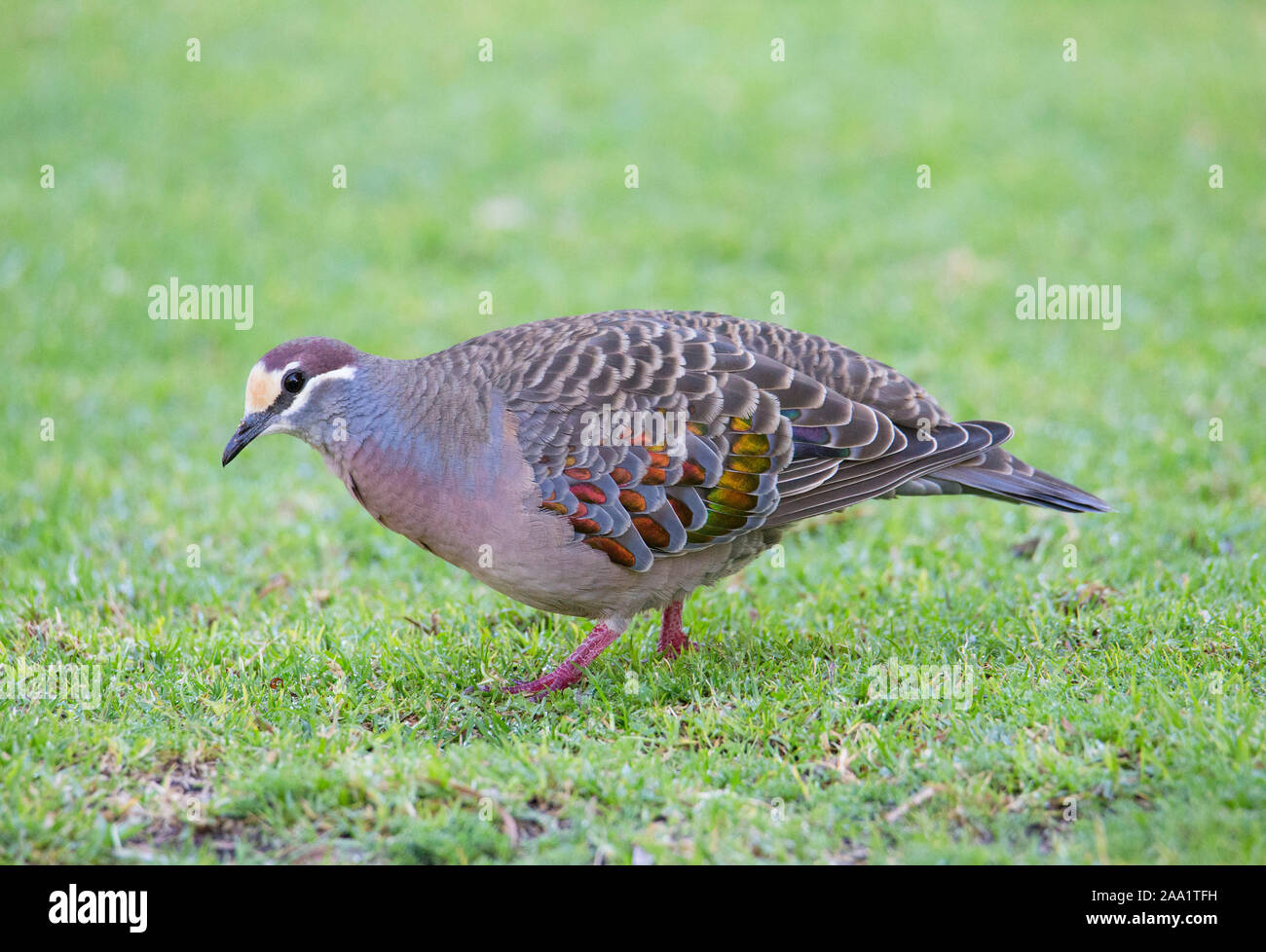 Comune (Bronzewing Phaps chalcoptera) un tipo di nativi Australiani con piccione distintivo ala iridescente piume. Foto Stock