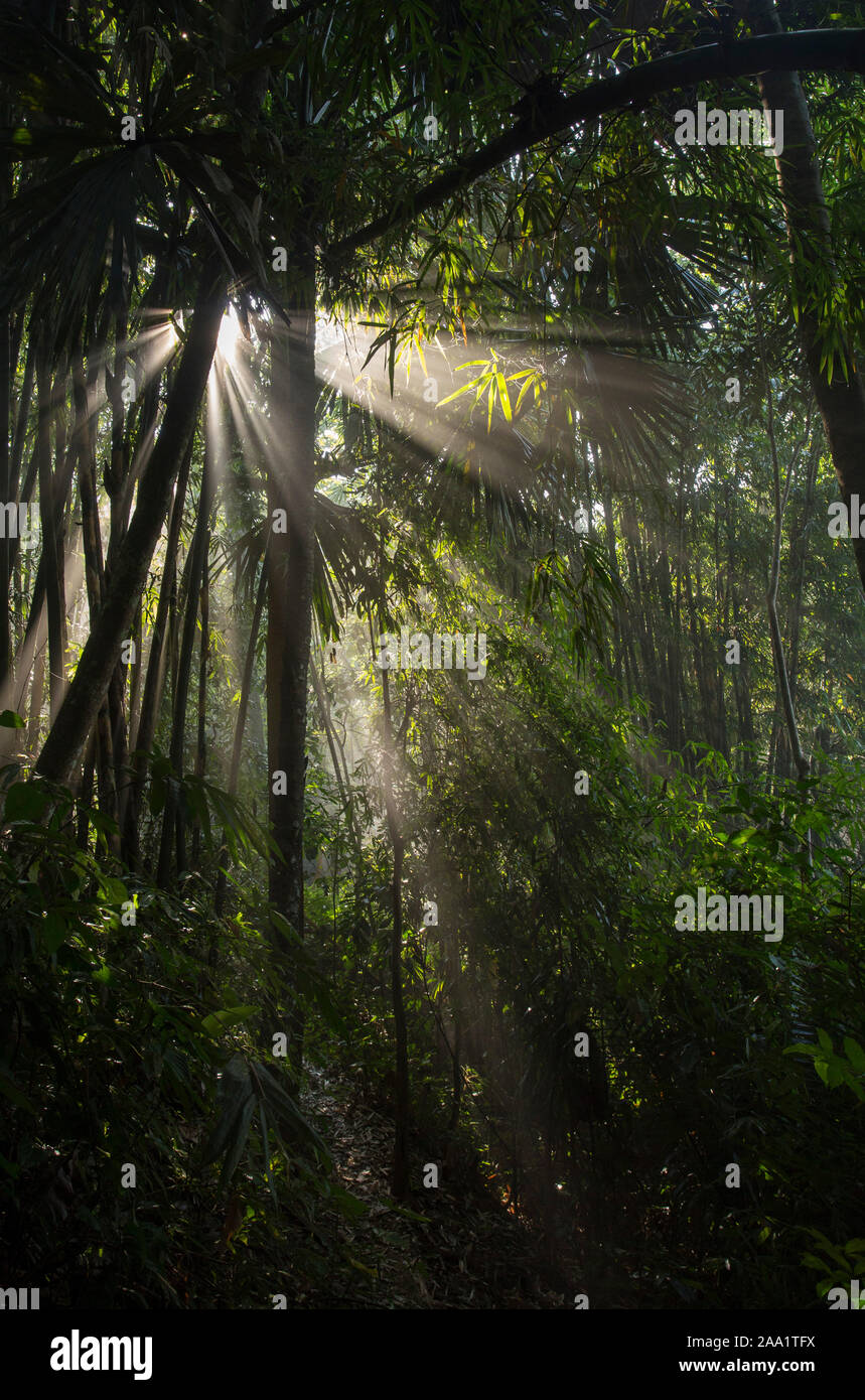 La luce del sole e la nebbia in una lussureggiante foresta pluviale tropicale nel Kaeng Krachan National Park, Thailandia Foto Stock