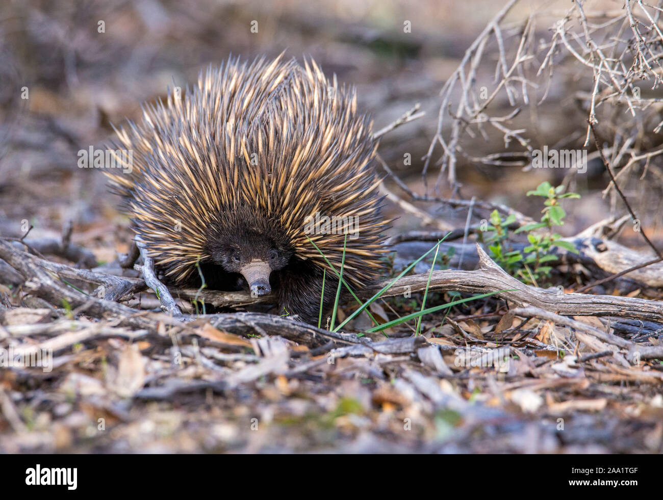 A breve becco Echidna (Tachyglossus aculeatus), Australia occidentale Foto Stock