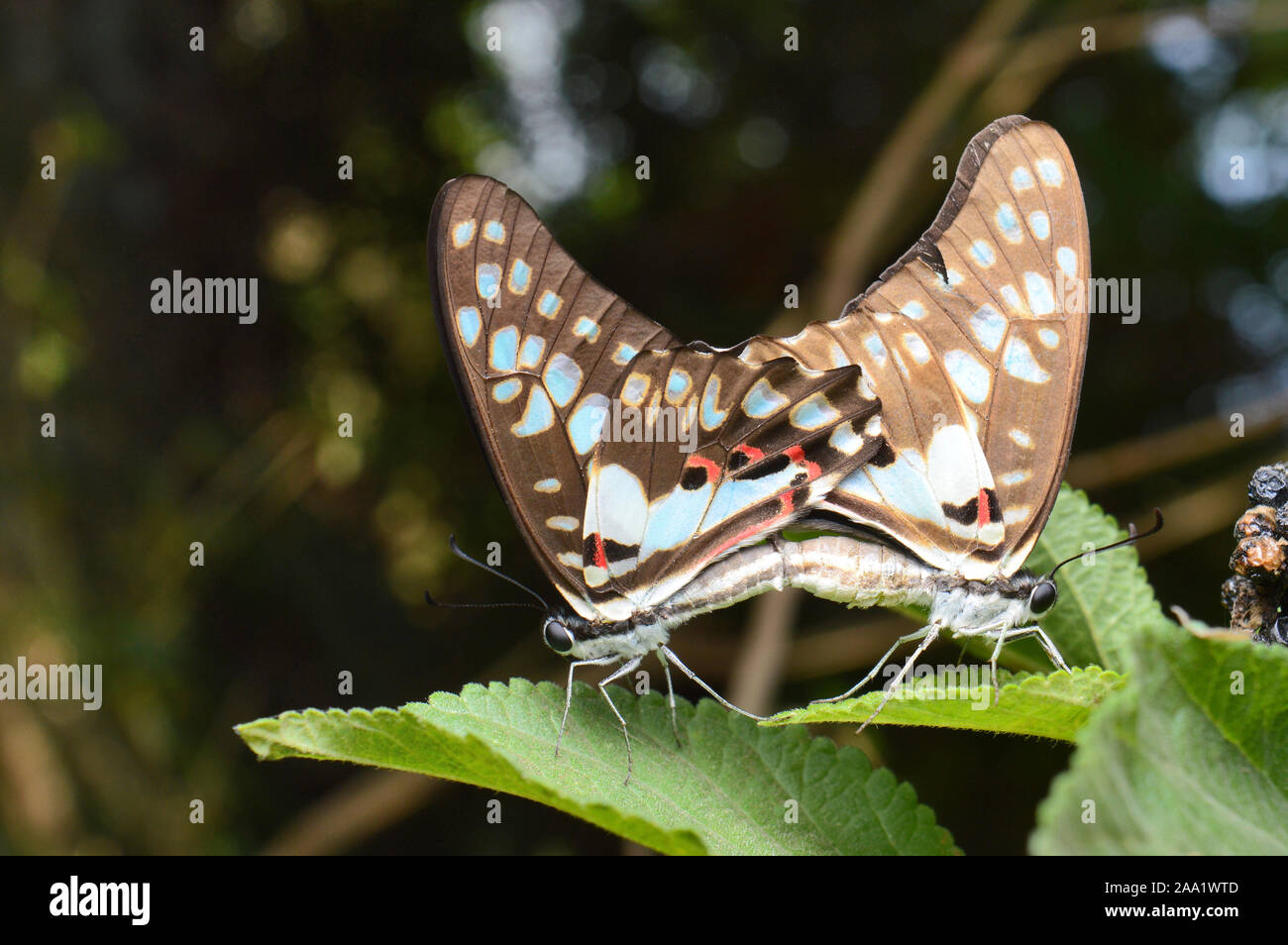 Comune di Jay Butterfly, Graphium doson (accoppiamento), Nira, Maharashtra, India Foto Stock