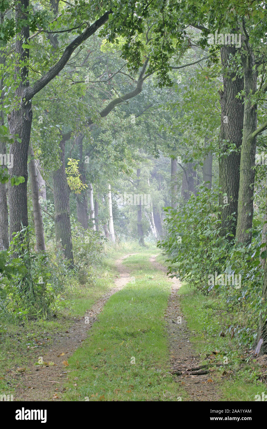 Waldweg / percorso di foresta Foto Stock