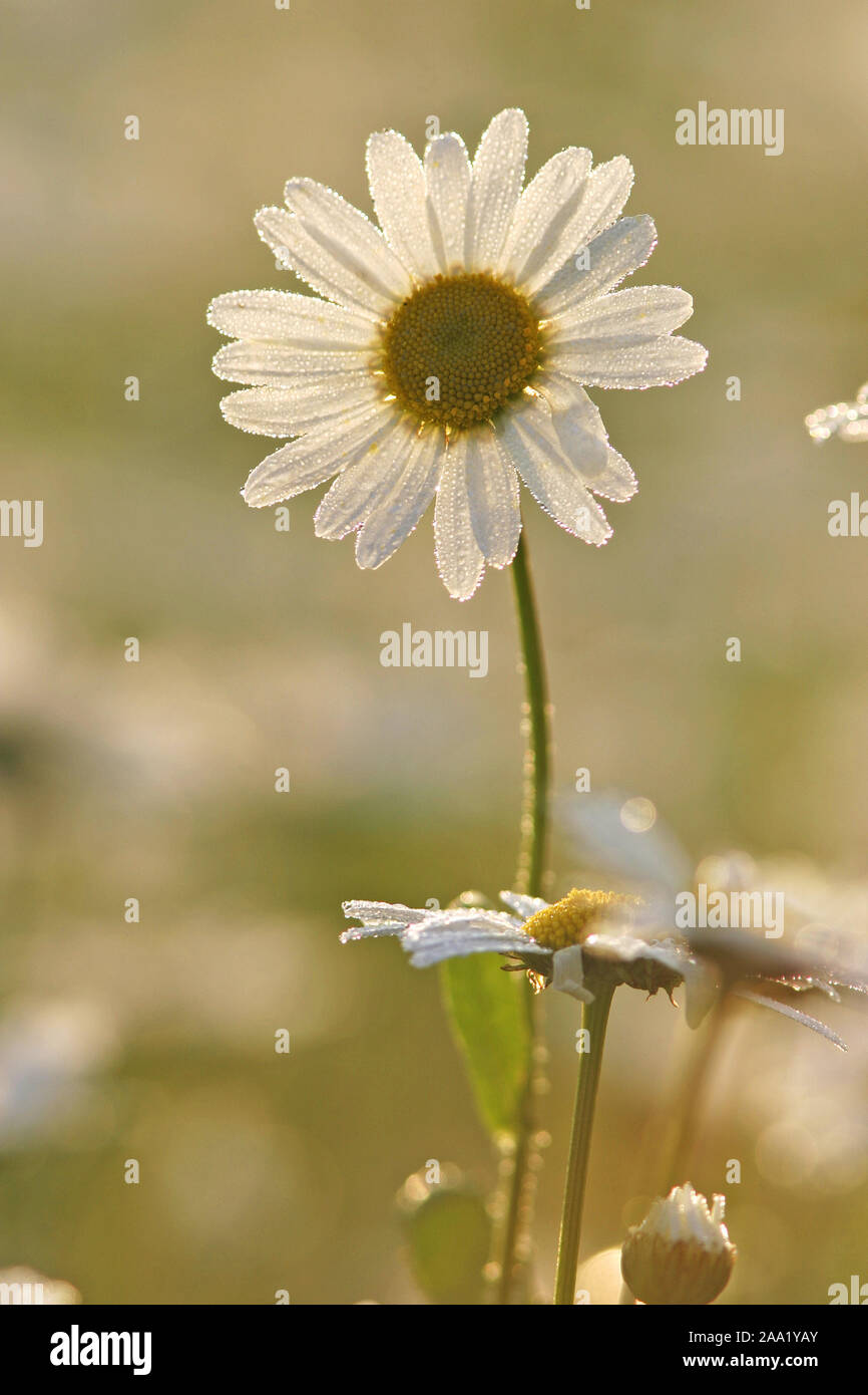 Margerite (crisantemo leucanthemum) mit "Morgentau" im Gegenlicht / marguerite (crisantemo leucanthemum) con gocce di rugiada, nelle prime ore del mattino con Foto Stock