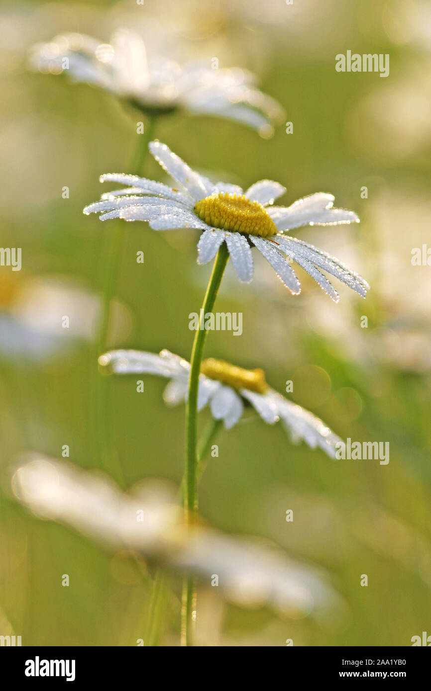 Margerite (crisantemo leucanthemum) mit "Morgentau" / marguerite (crisantemo leucanthemum) con gocce di rugiada, nelle prime ore del mattino Foto Stock
