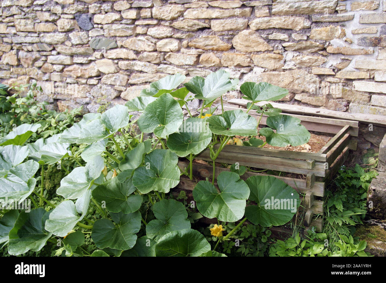 Kürbispflanze wächst neben dem un Komposthaufen einer alten Steinmauer / impianto di zucca sta crescendo vicino al mucchio di composto di fronte a un vecchio muro di pietra Foto Stock