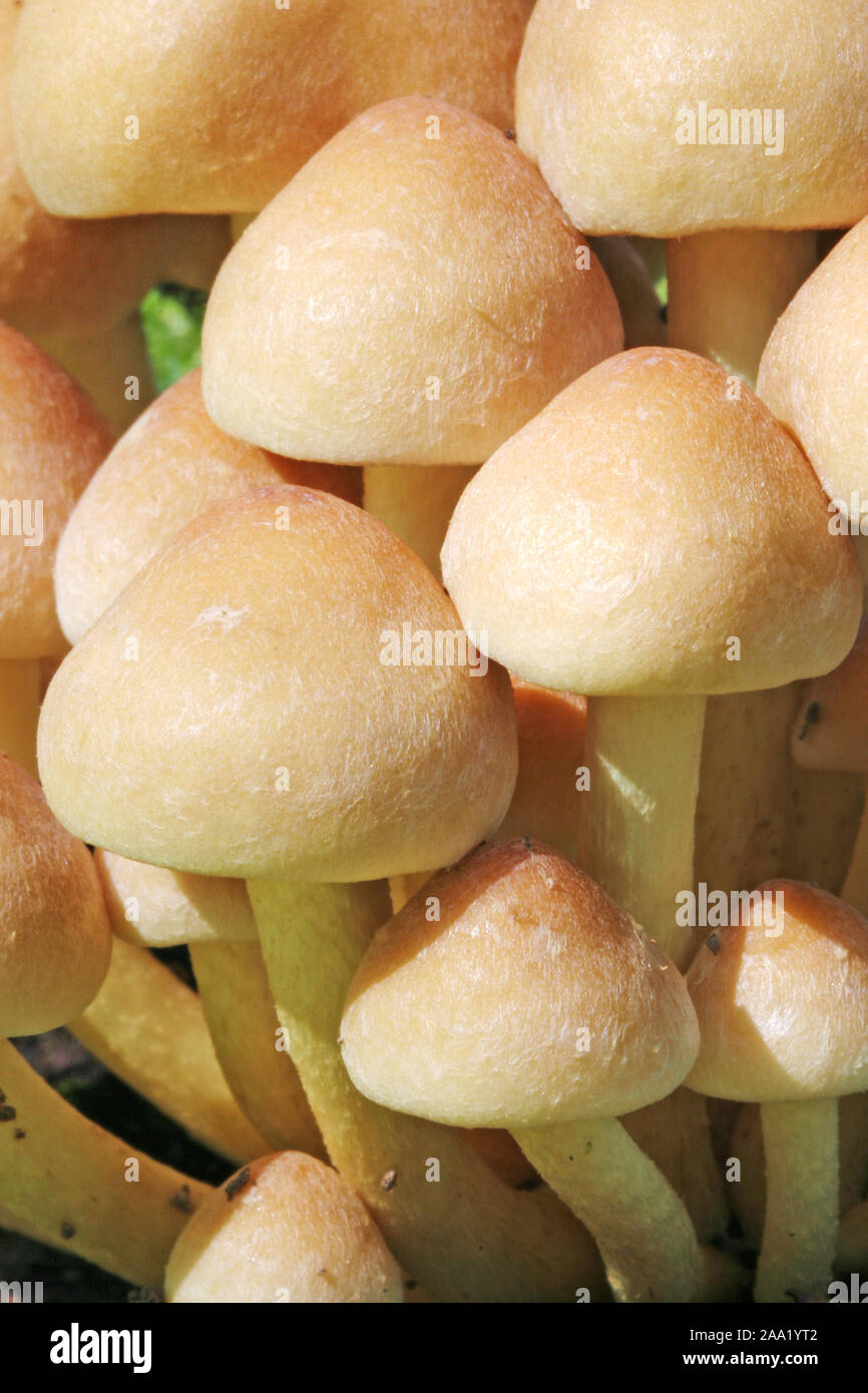 Detailaufnahme von Gelben Pilzen / Dettaglio di funghi di colore giallo Foto Stock