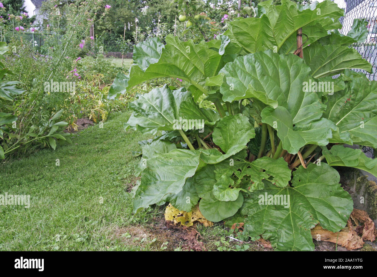 Rhabarberpflanze in einem barbabietole im Garten / rabarbaro pianta in un letto in giardino Foto Stock