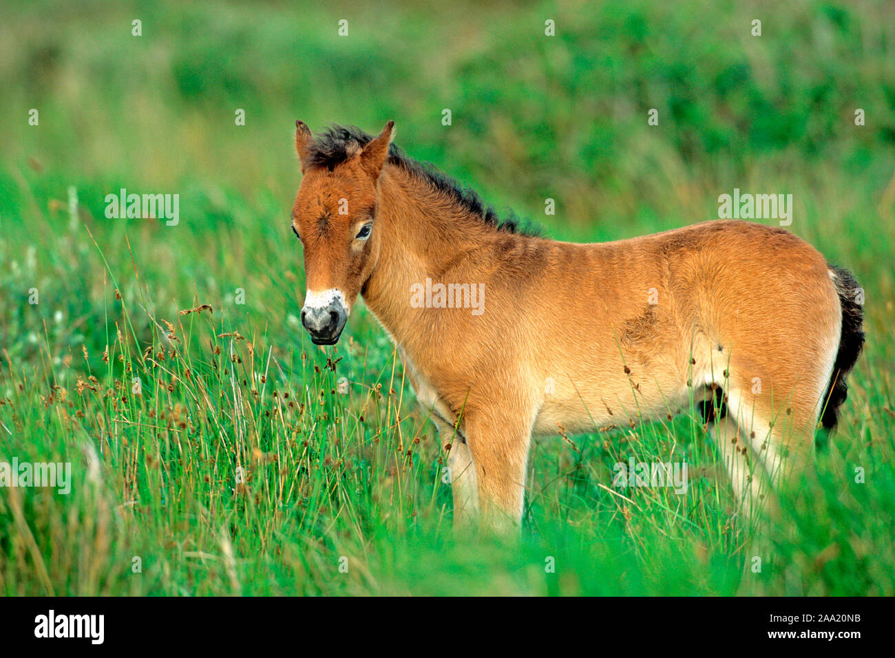 Exmoor-Pony, Foto Stock