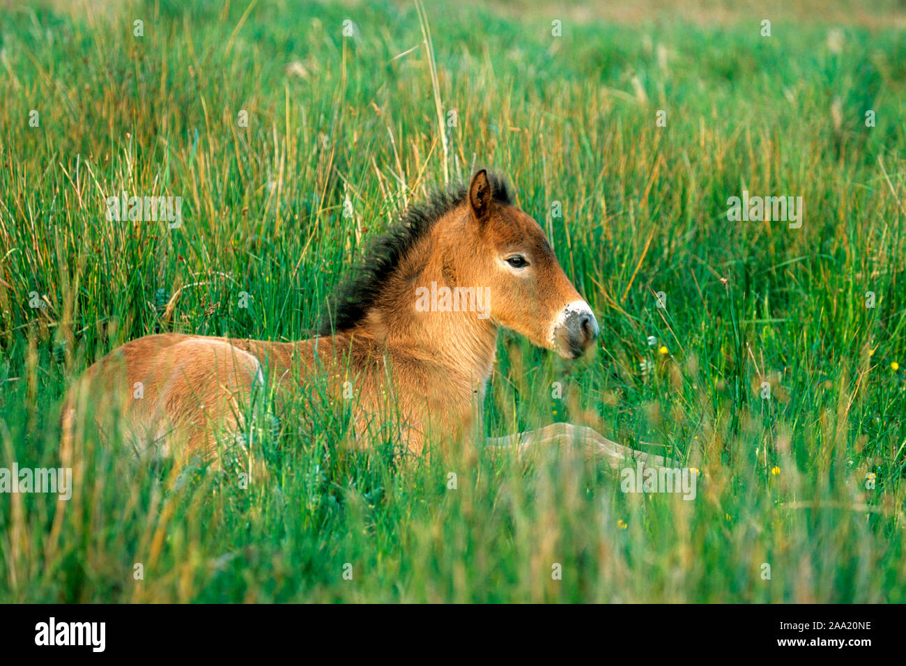 Exmoor-Pony, Foto Stock