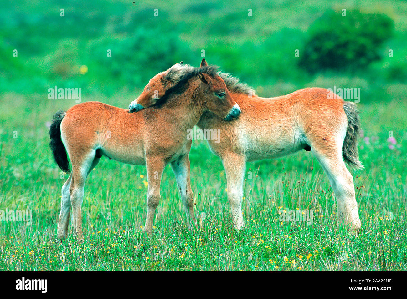 Exmoor-Pony, Foto Stock