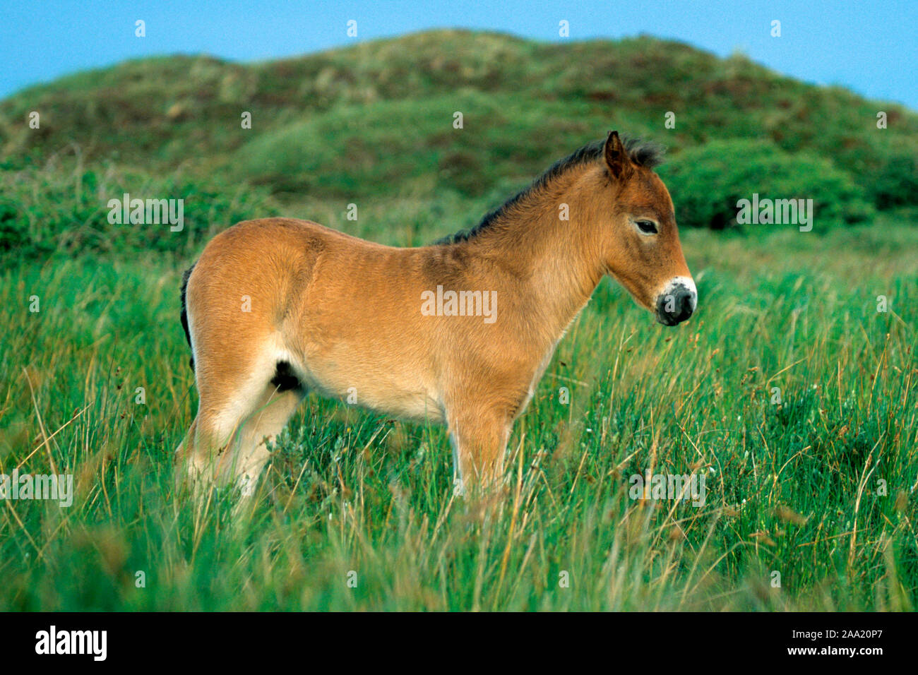 Exmoor-Pony, Foto Stock